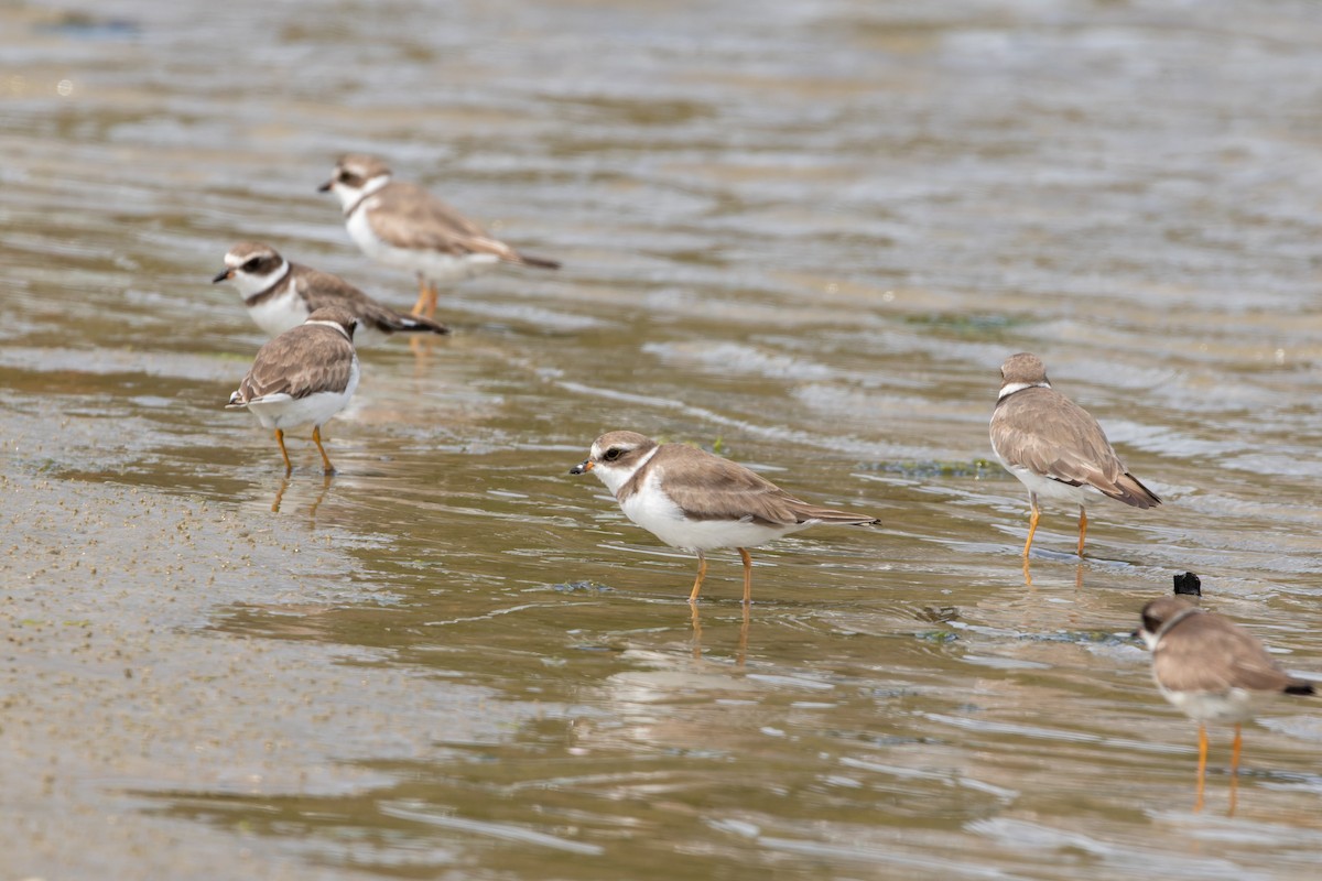 Semipalmated Plover - ML610696688