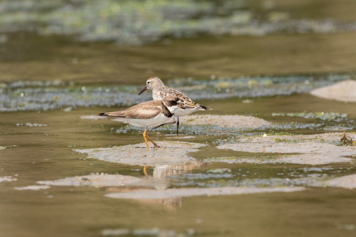 Semipalmated Plover - ML610696727