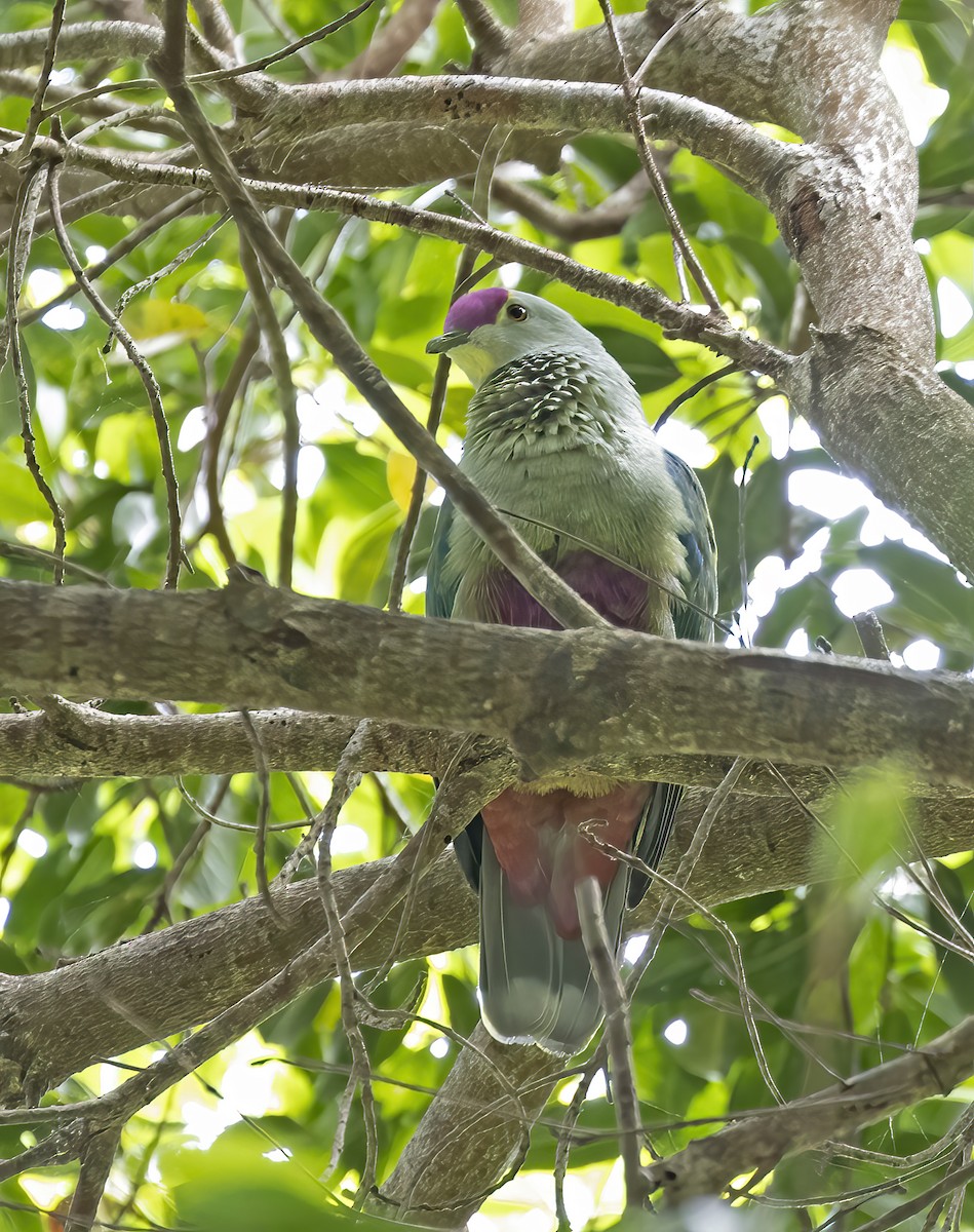 Red-bellied Fruit-Dove - Peter Candido