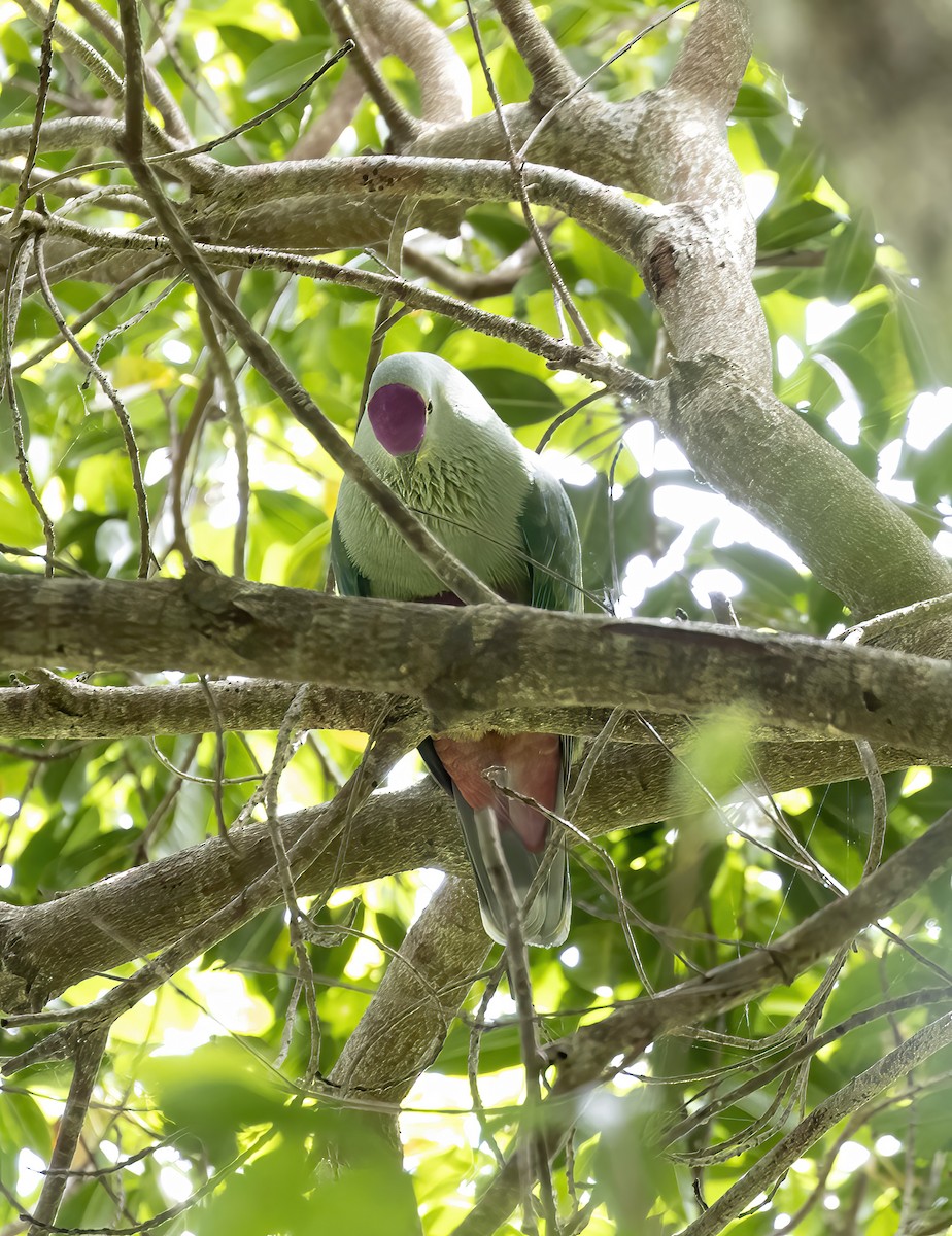 Red-bellied Fruit-Dove - ML610696765