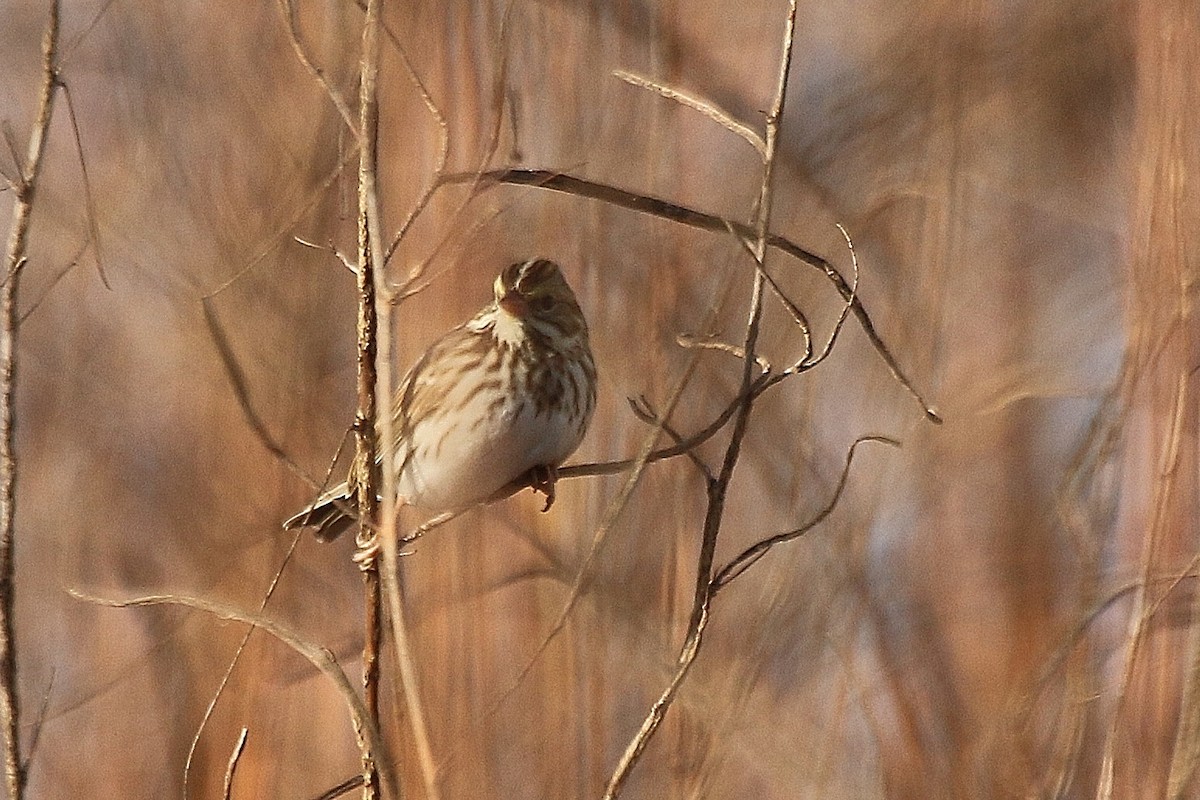 Savannah Sparrow - Paul Mayer