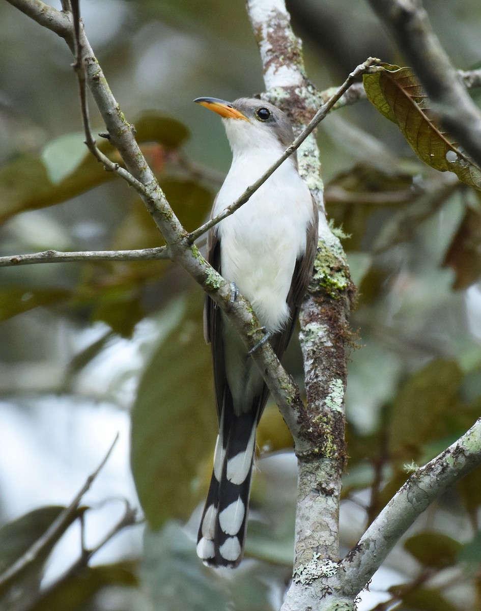 Pearly-breasted Cuckoo - ML610697440