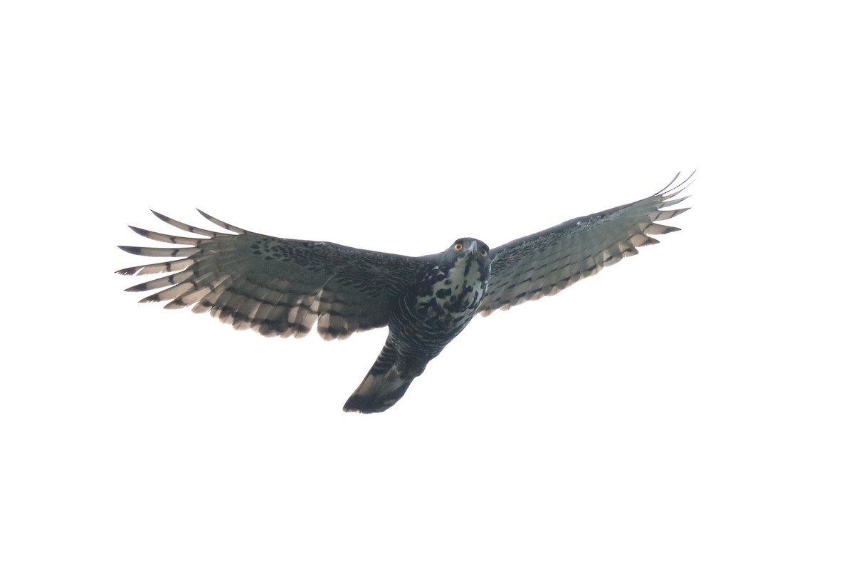 Blyth's Hawk-Eagle - ML610697523
