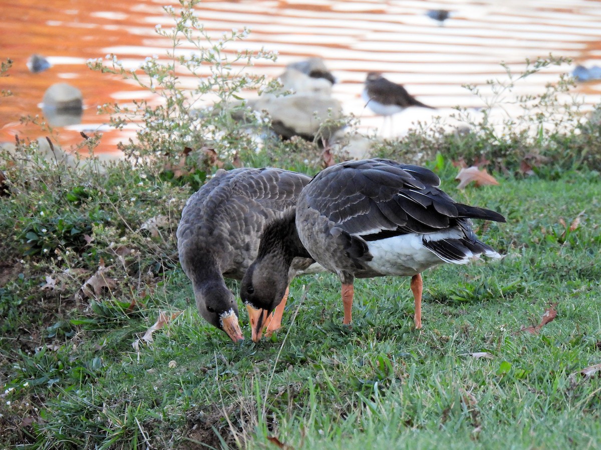Greater White-fronted Goose - ML610698142