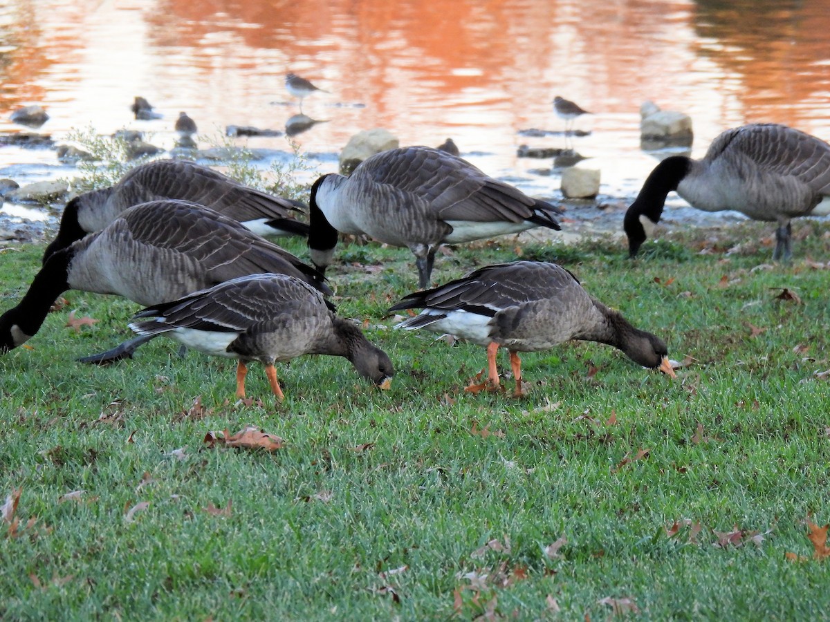 Greater White-fronted Goose - ML610698155
