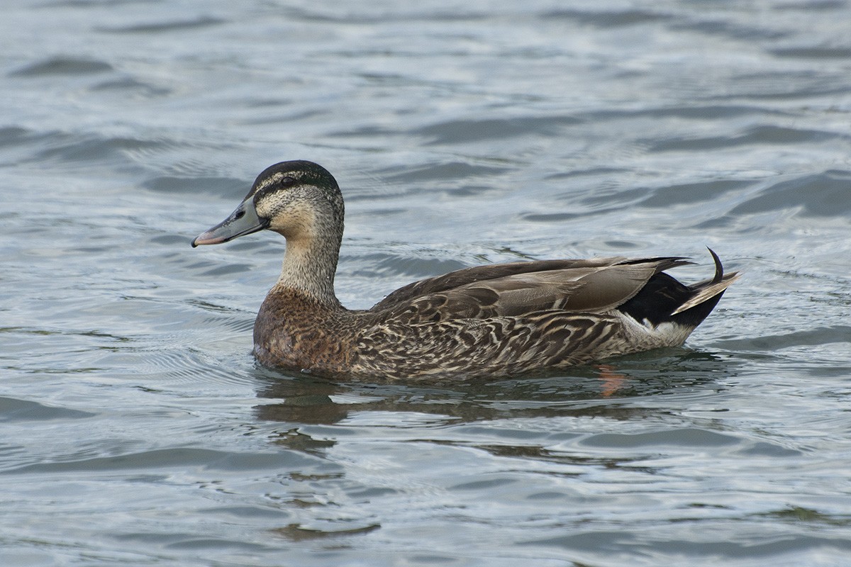 Mallard x Pacific Black Duck (hybrid) - ML610698295