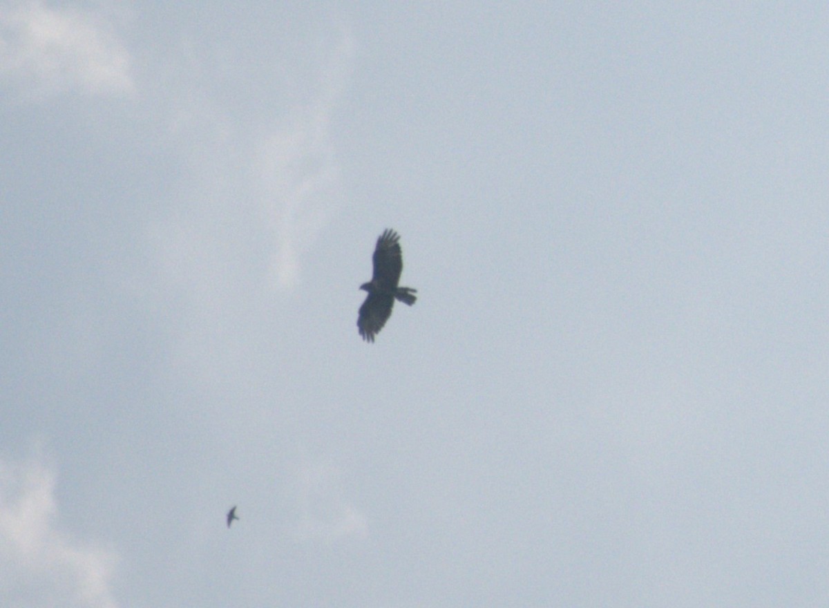 eBird Checklist 14 Aug 2023 NP Plitvice LakesGeneral area around