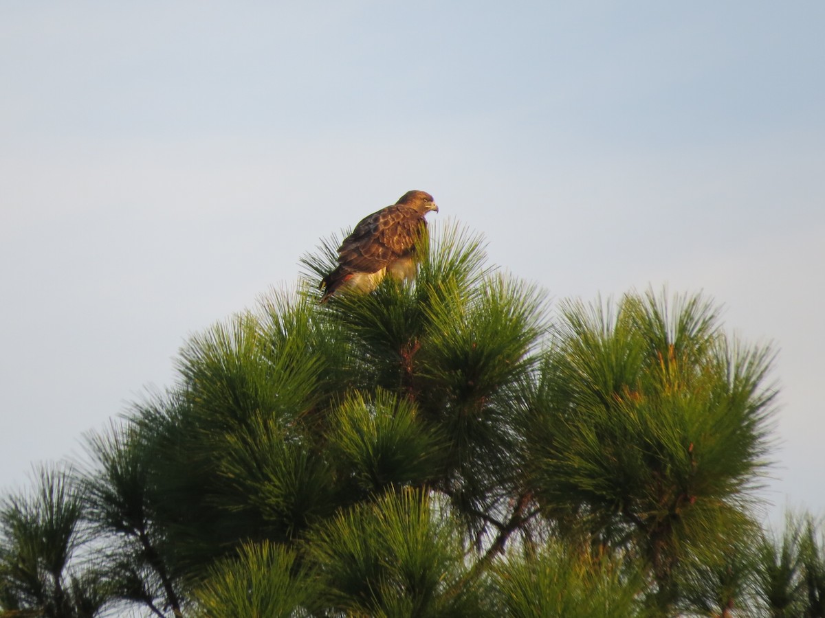 Red-tailed Hawk - ML610698500