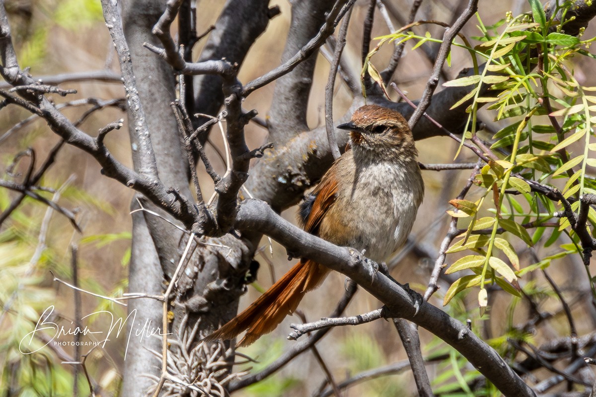 Rusty-fronted Canastero - ML610699713