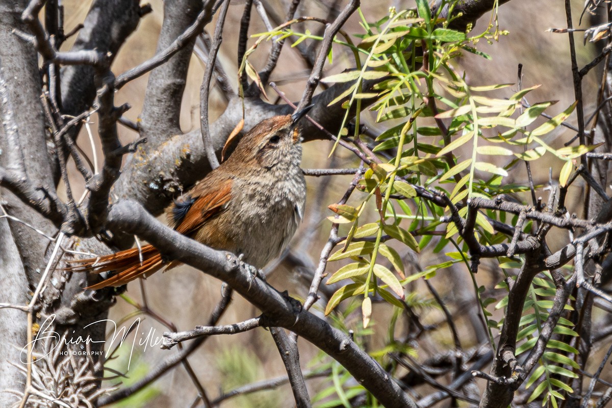 Rusty-fronted Canastero - ML610699714