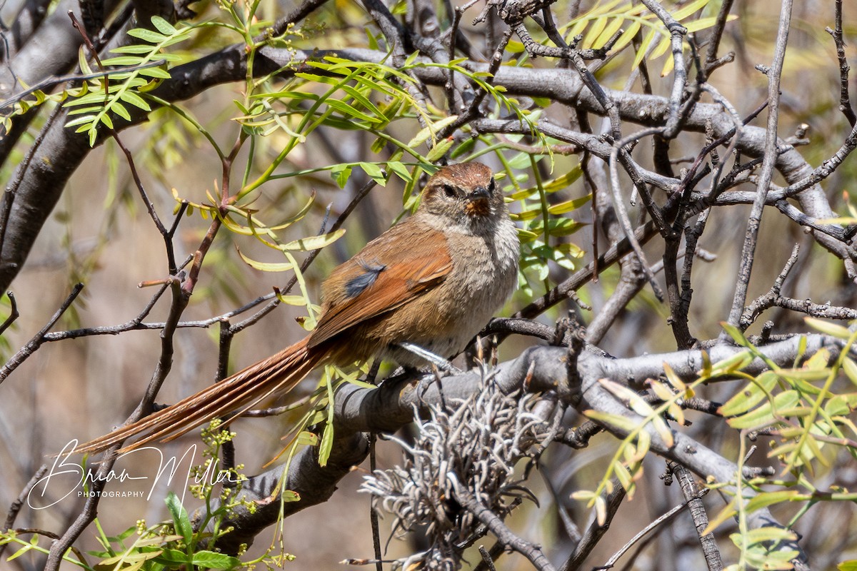 Rusty-fronted Canastero - ML610699715