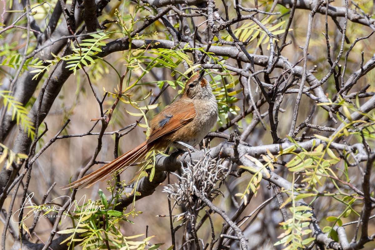 Rusty-fronted Canastero - ML610699716