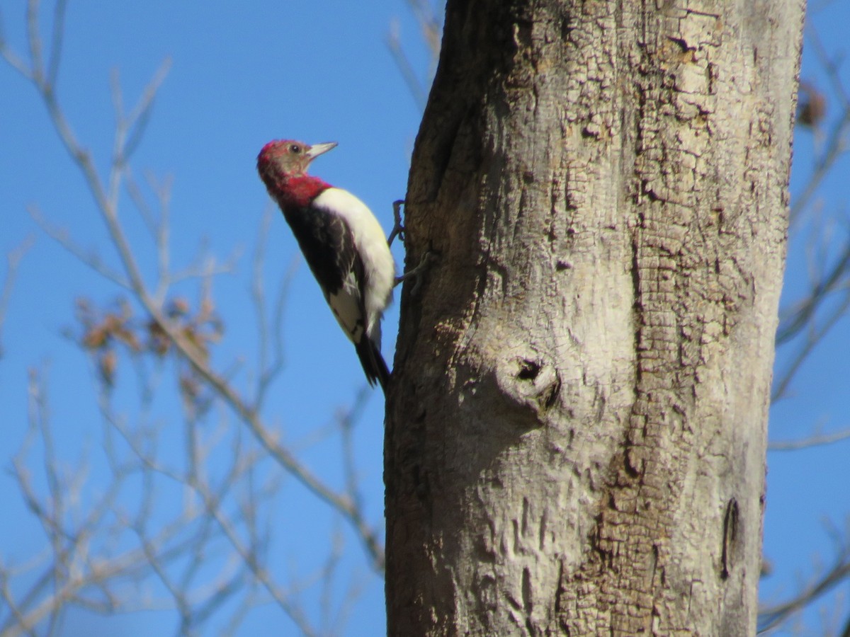 Red-headed Woodpecker - ML610699918