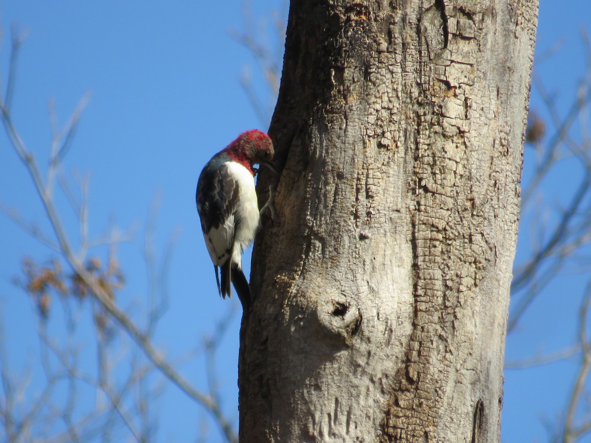 Red-headed Woodpecker - Nathaniel Keyse
