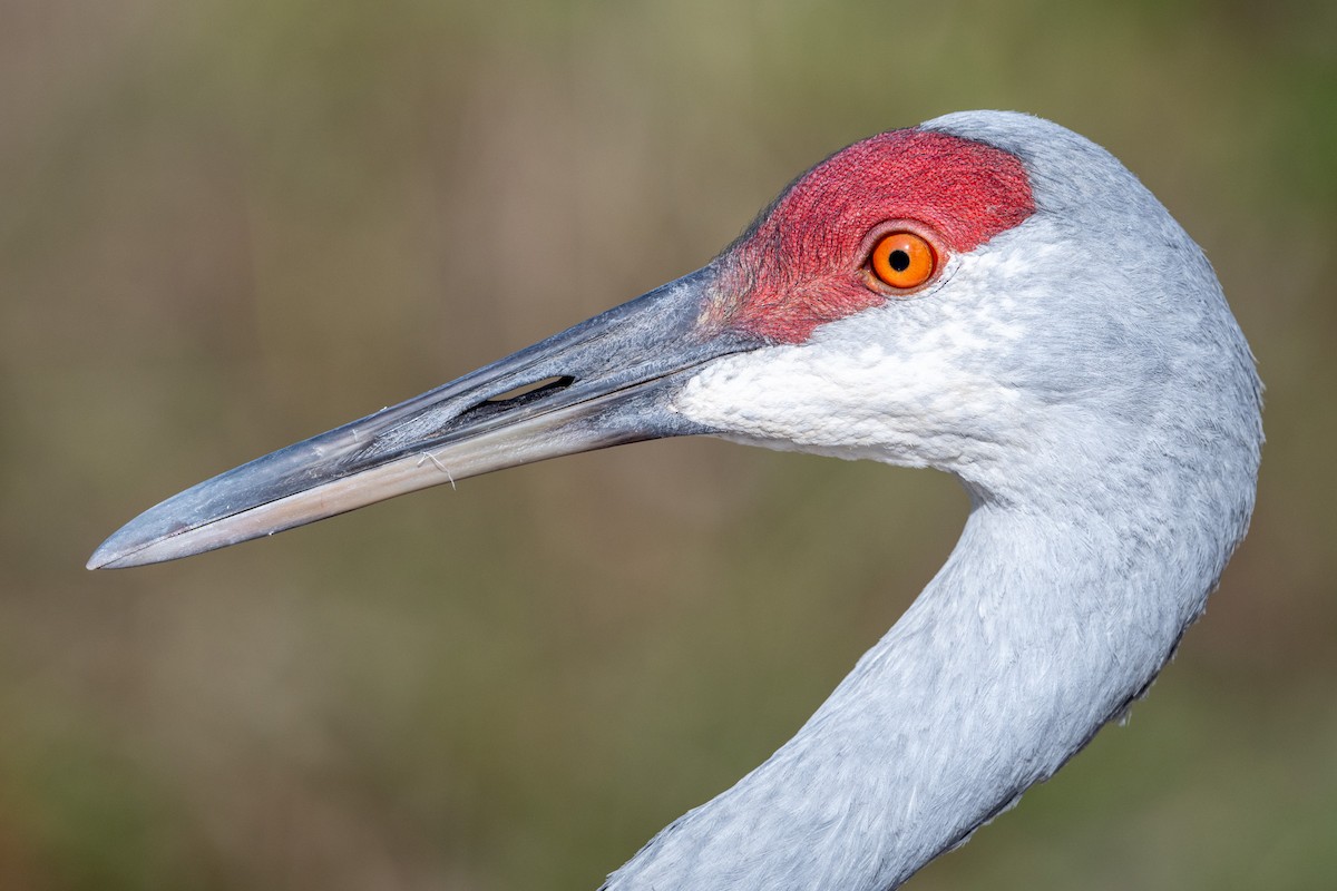 eBird Checklist 3 Nov 2023 Kensington Metroparkgeneral (Oakland