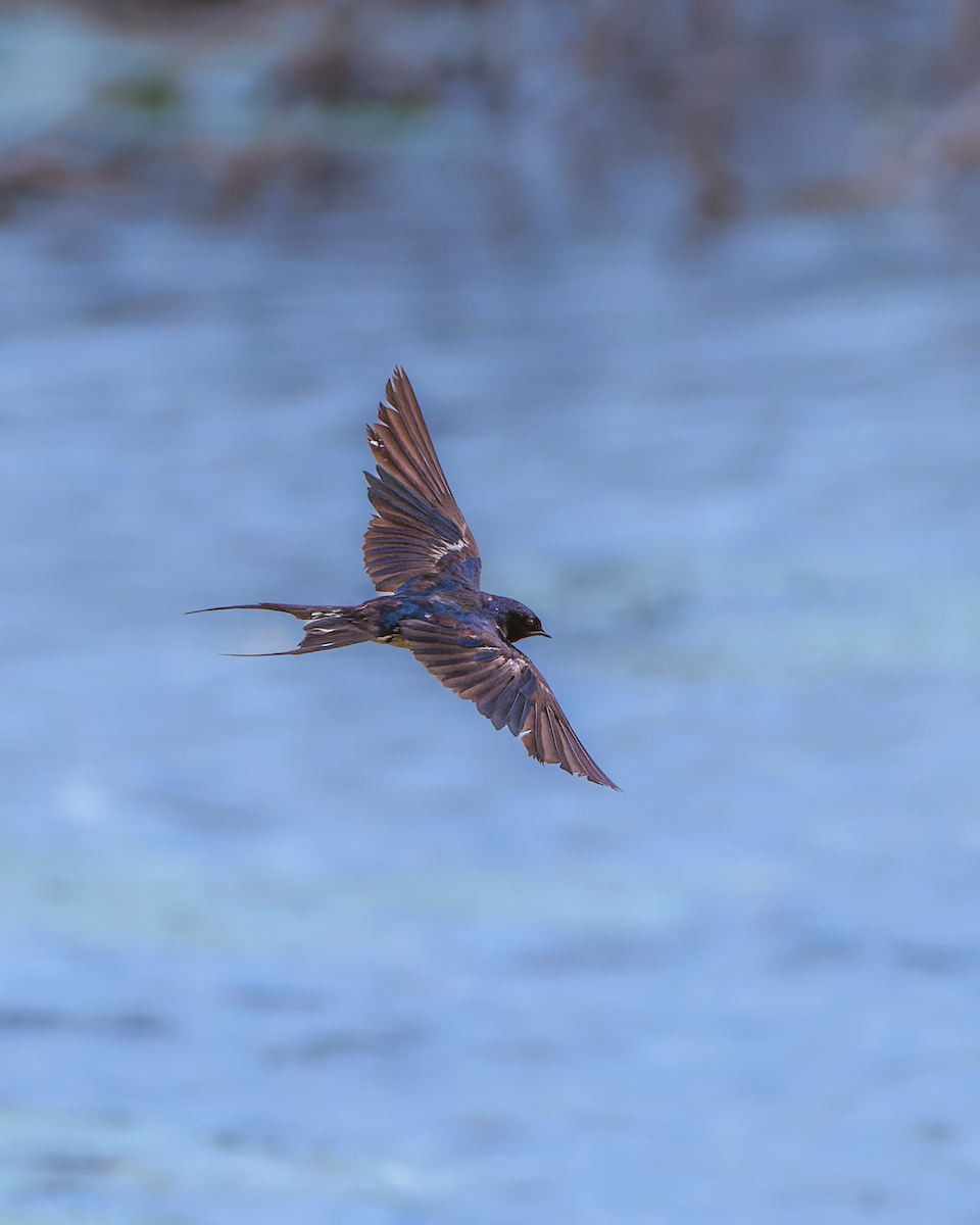 Wire-tailed Swallow - Siva Chandra  AV