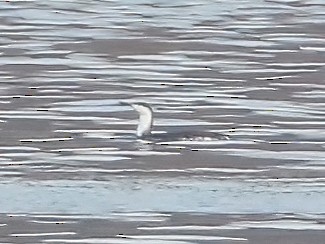 Red-throated Loon - ML610700474