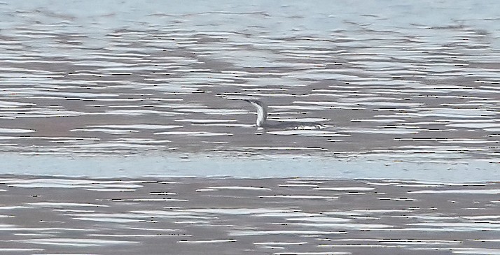 Red-throated Loon - ML610700516