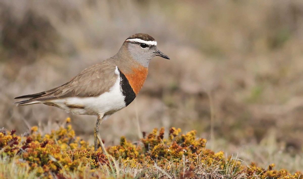 Rufous-chested Dotterel - ML61070101