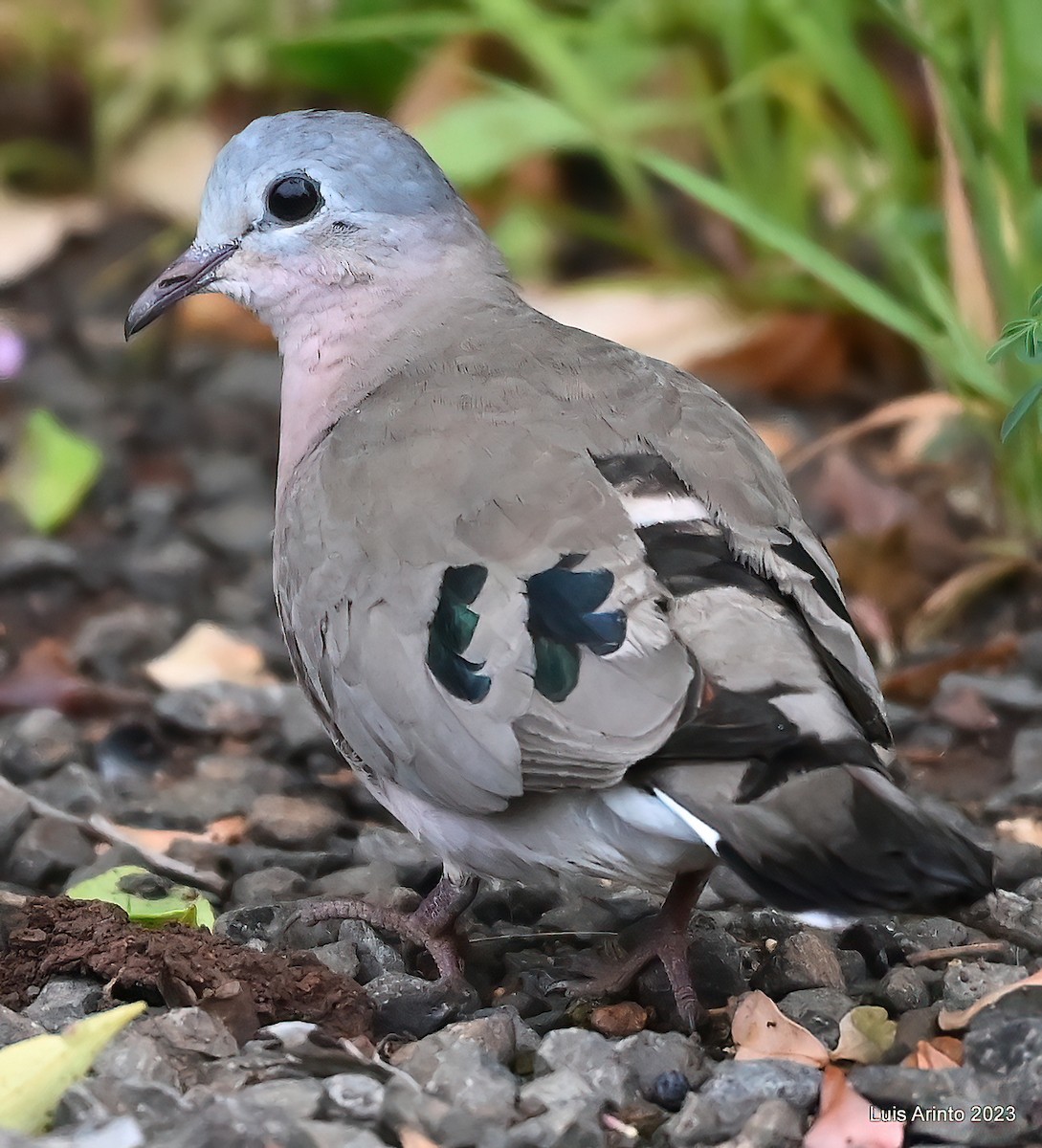 Emerald-spotted Wood-Dove - ML610701035