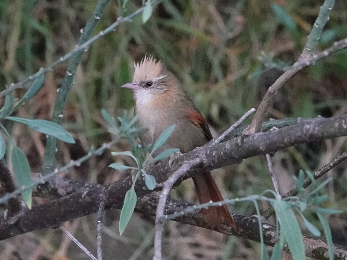 Creamy-crested Spinetail - ML610701711