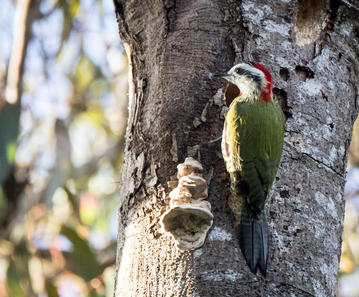 Cuban Green Woodpecker - ML610701739