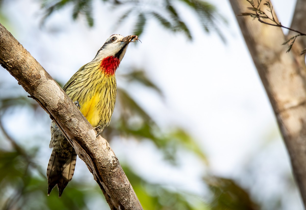 Cuban Green Woodpecker - Doris Gertler