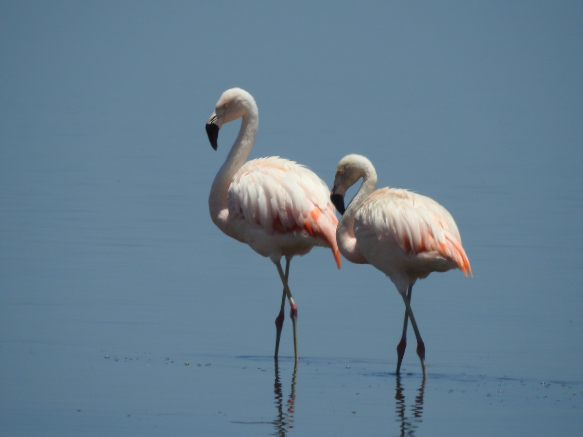 Chilean Flamingo - ML610702477