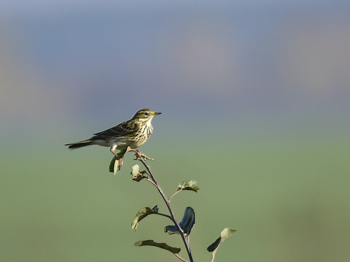 Meadow Pipit - ML610702505