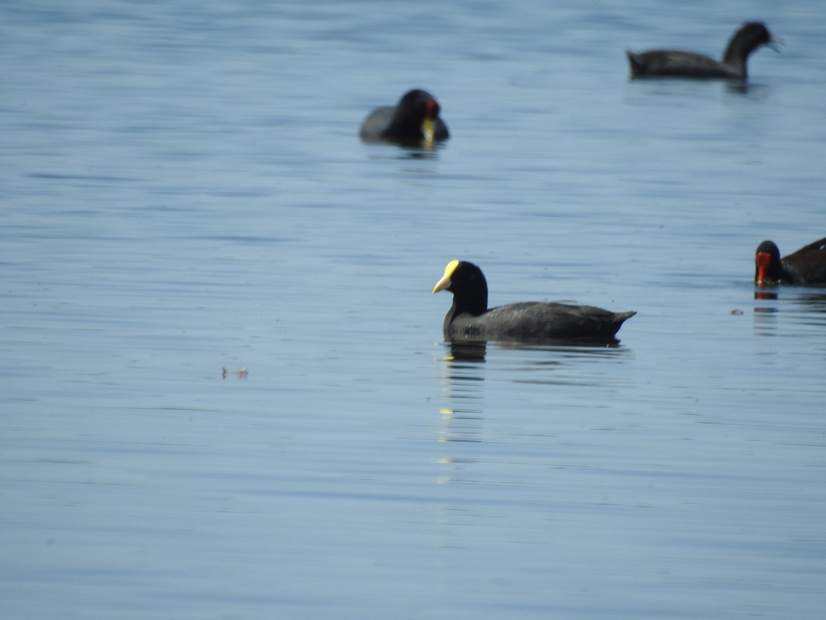White-winged Coot - ML610702549