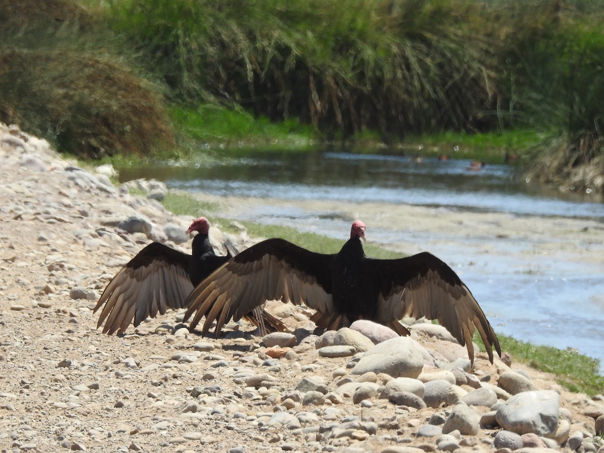 Turkey Vulture - ML610702851