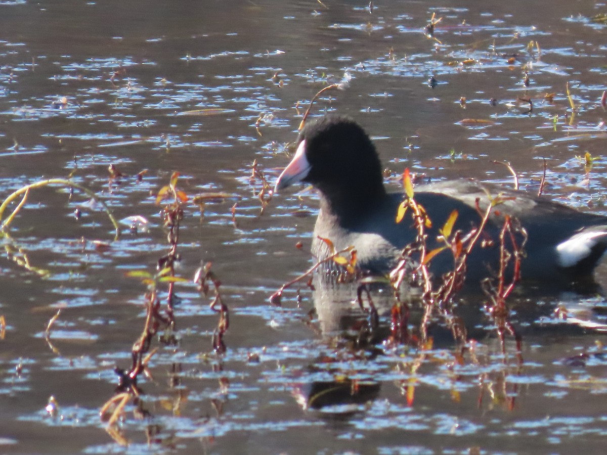 eBird Checklist - 3 Nov 2023 - Wallkill River NWR--Liberty Marsh ...
