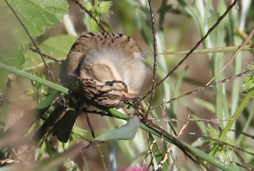 Clay-colored Sparrow - ML610703142