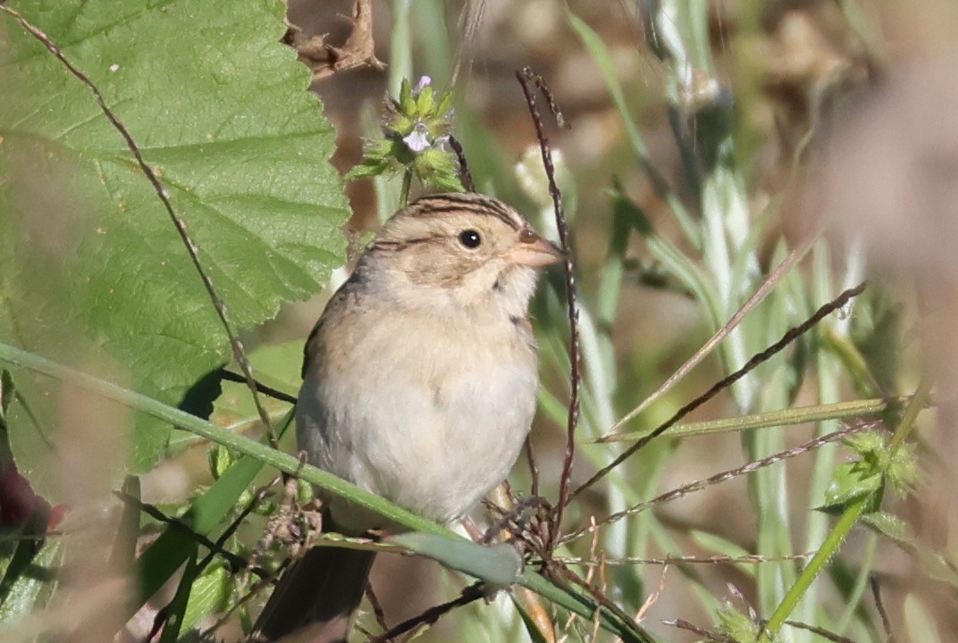 Clay-colored Sparrow - Abram Fleishman