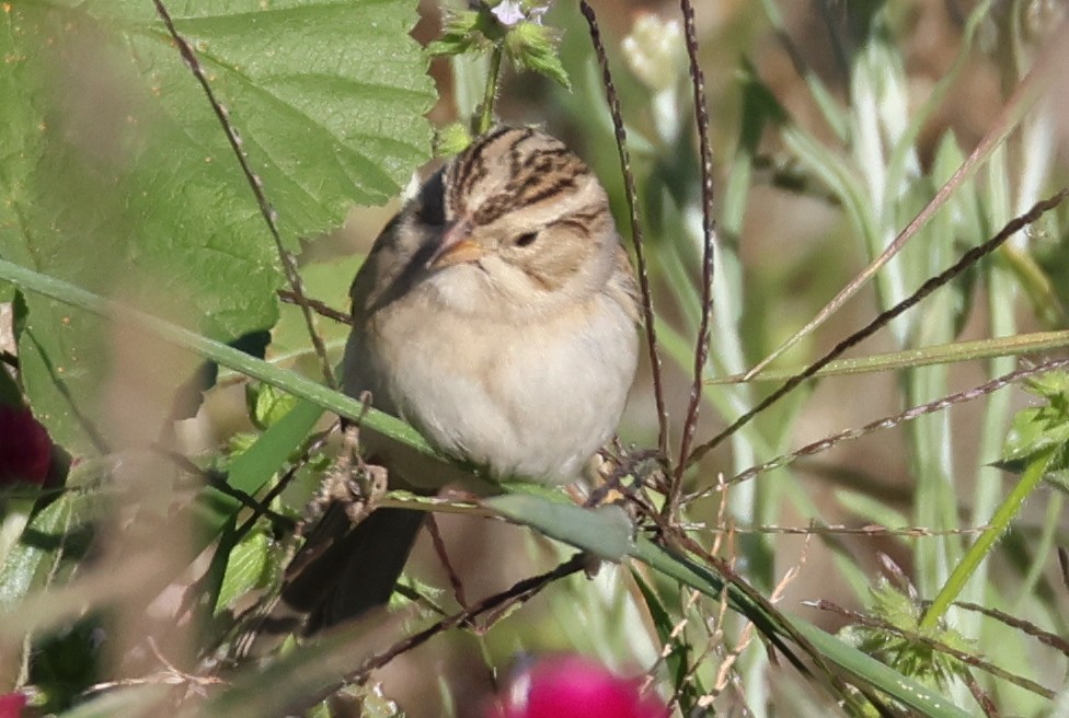 Clay-colored Sparrow - ML610703145