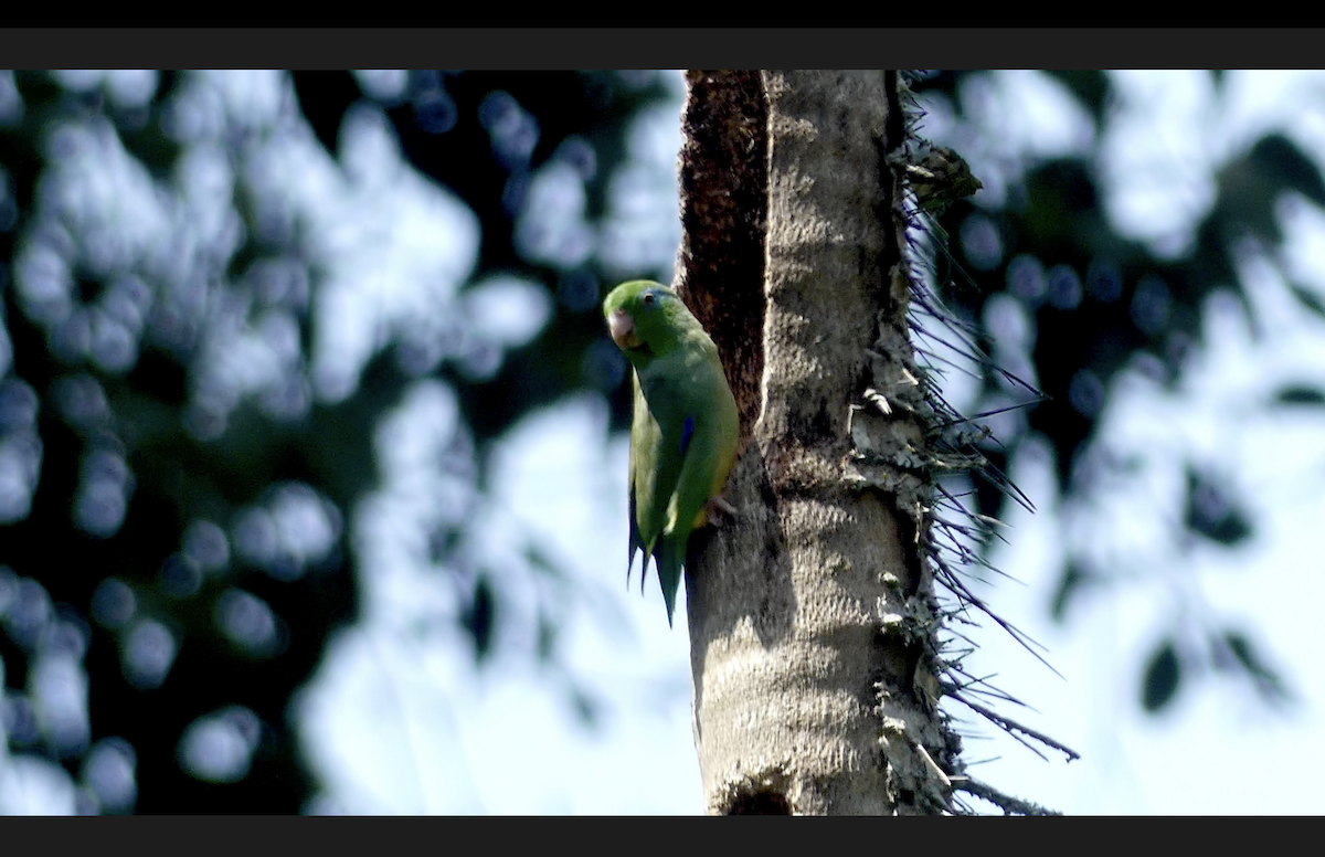 Spectacled Parrotlet - ML610703481