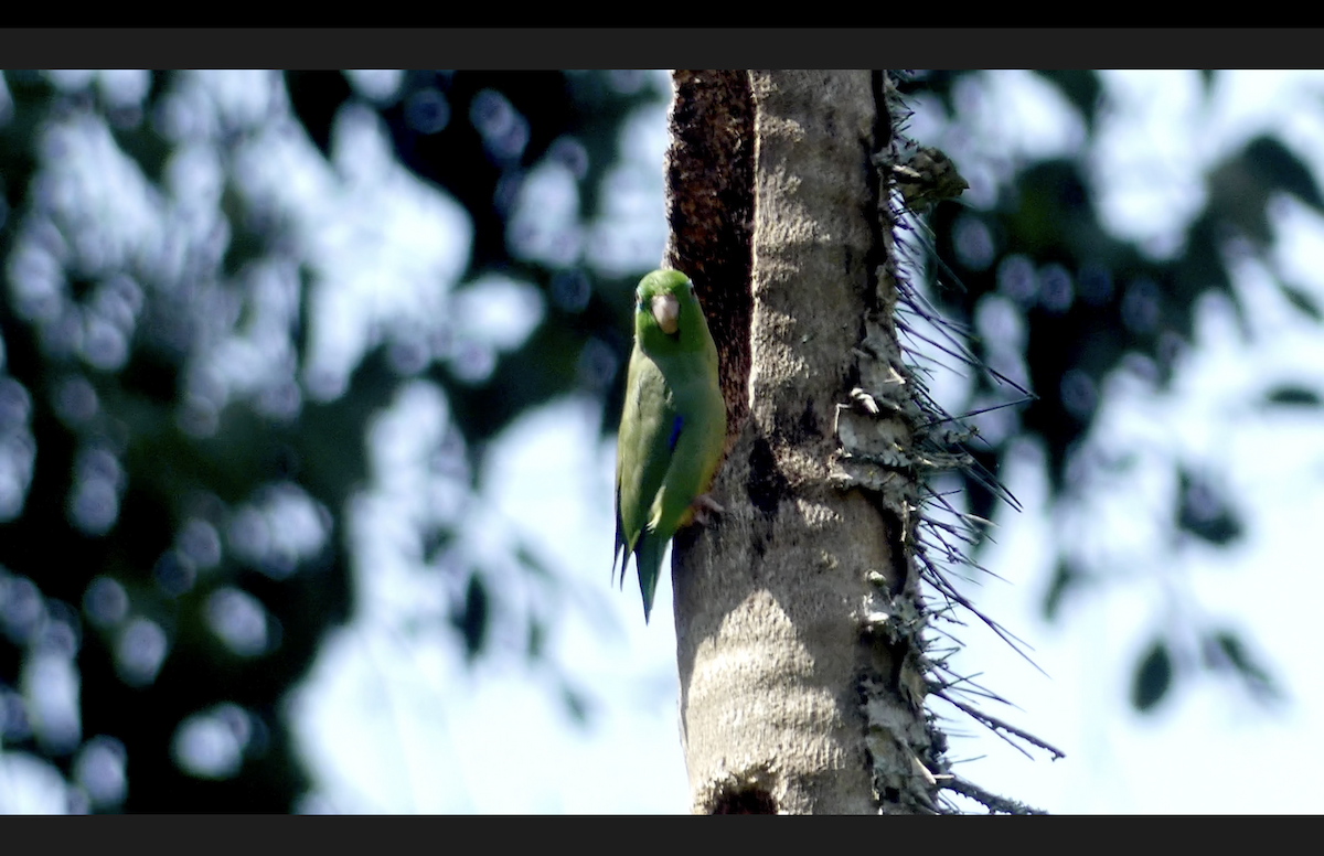 Spectacled Parrotlet - ML610703482
