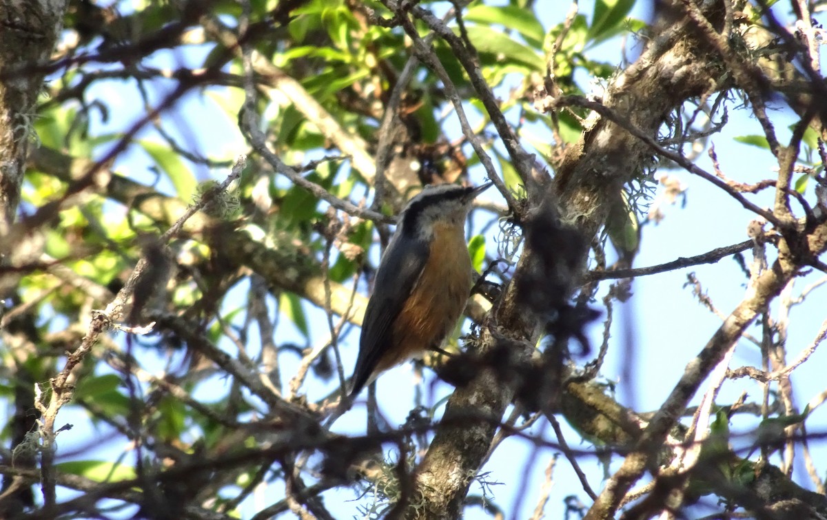 Red-breasted Nuthatch - ML610703696