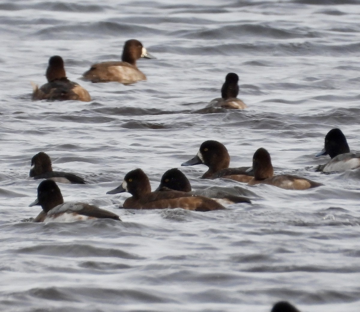 Greater Scaup - ML610703746