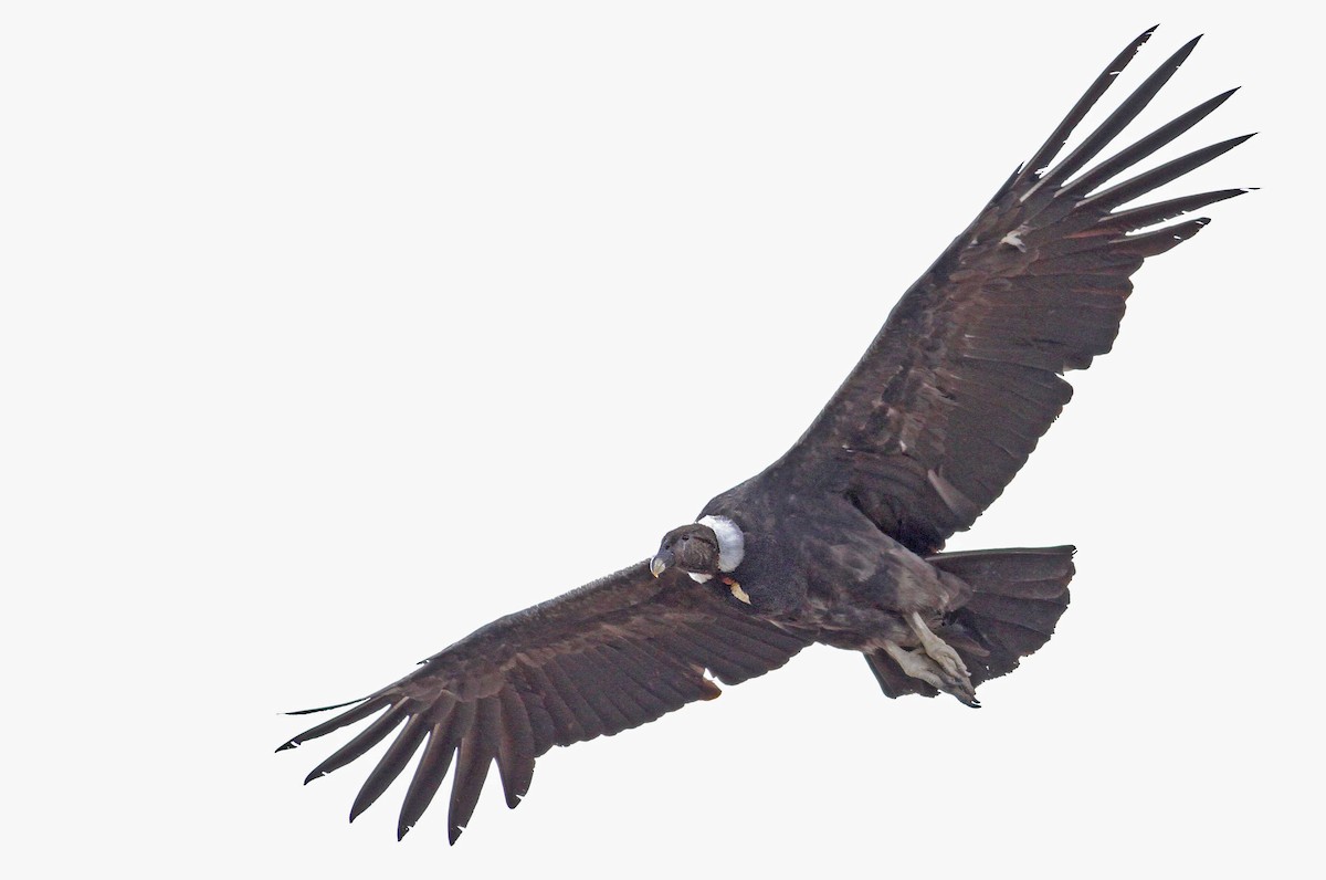 Andean Condor - ML61070381
