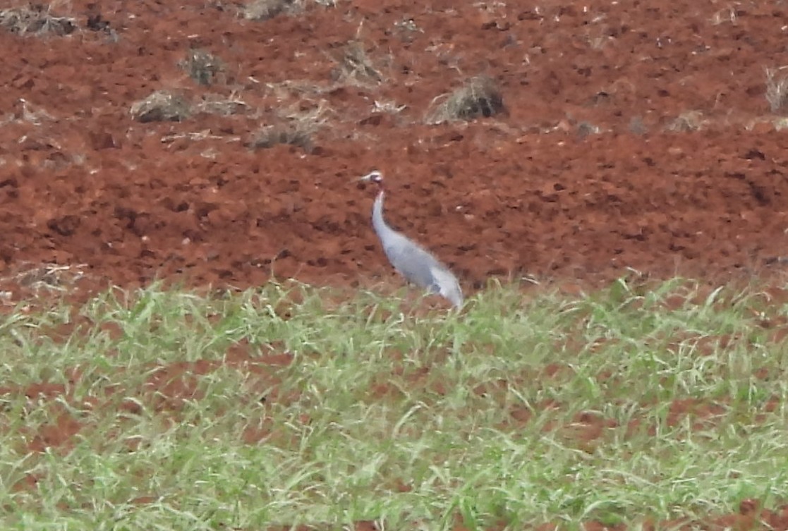 eBird Checklist 18 Oct 2023 11271205 Malanda Atherton Rd, Atherton