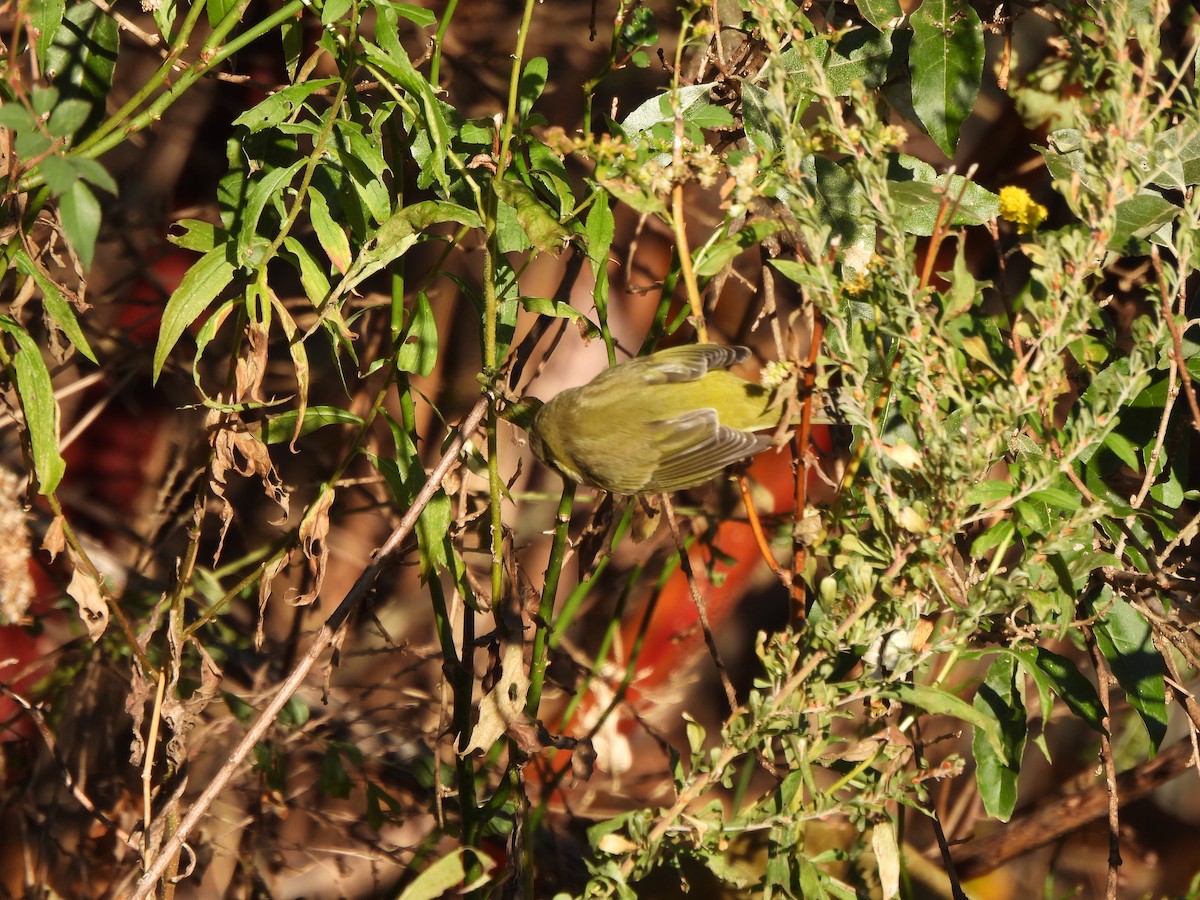 Orange-crowned Warbler - ML610704586