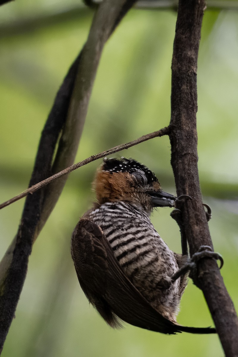 Ochre-collared Piculet - ML610704671