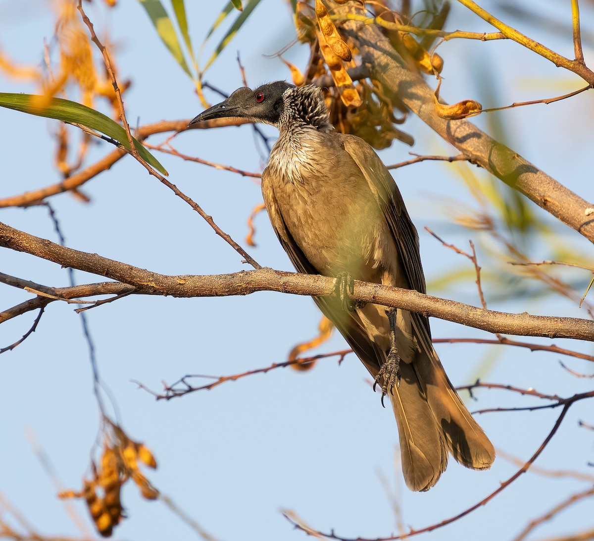 Silver-crowned Friarbird - ML610704827