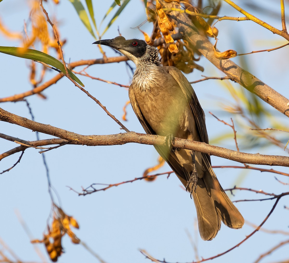 Silver-crowned Friarbird - ML610704828
