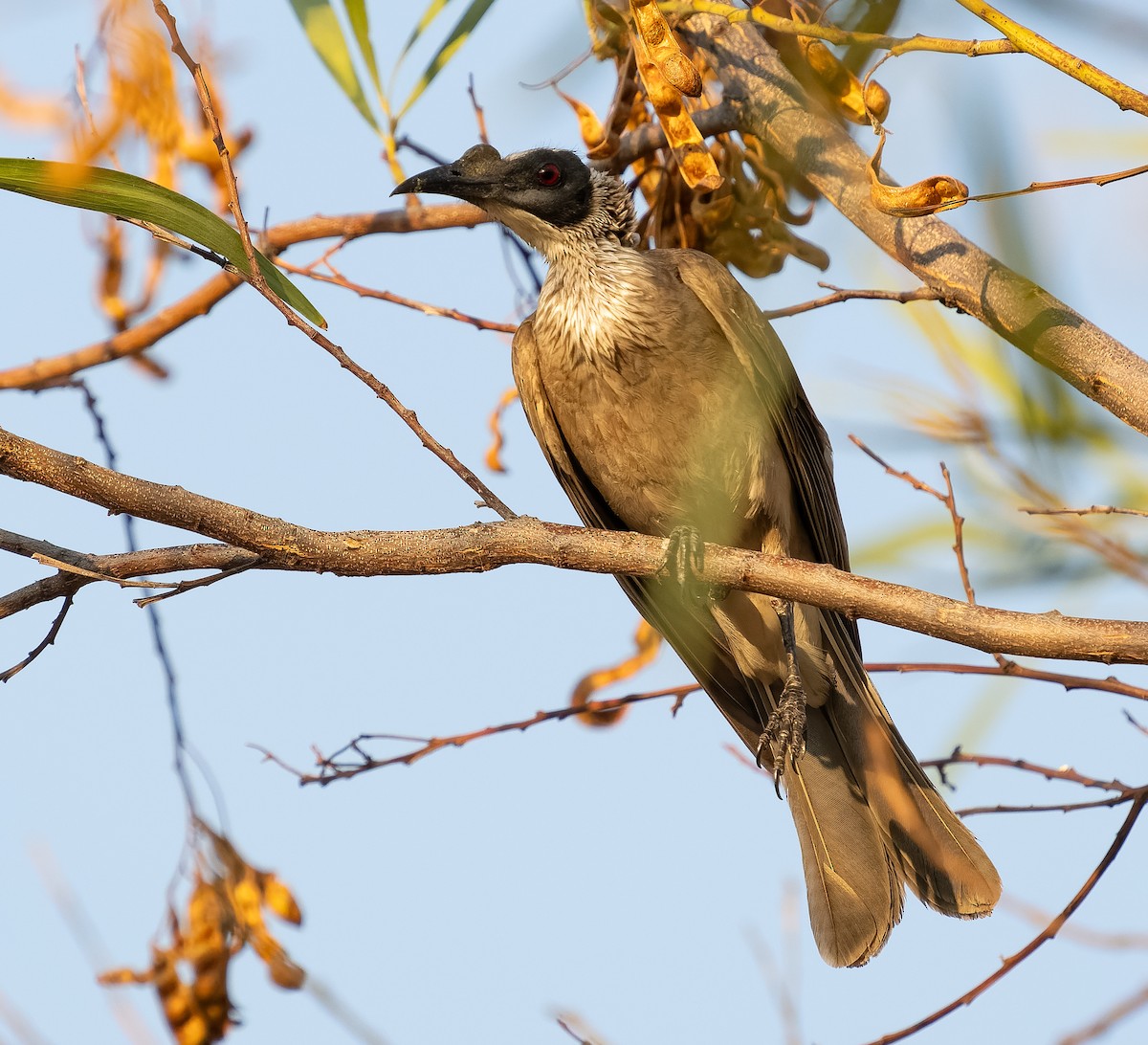 Silver-crowned Friarbird - ML610704829