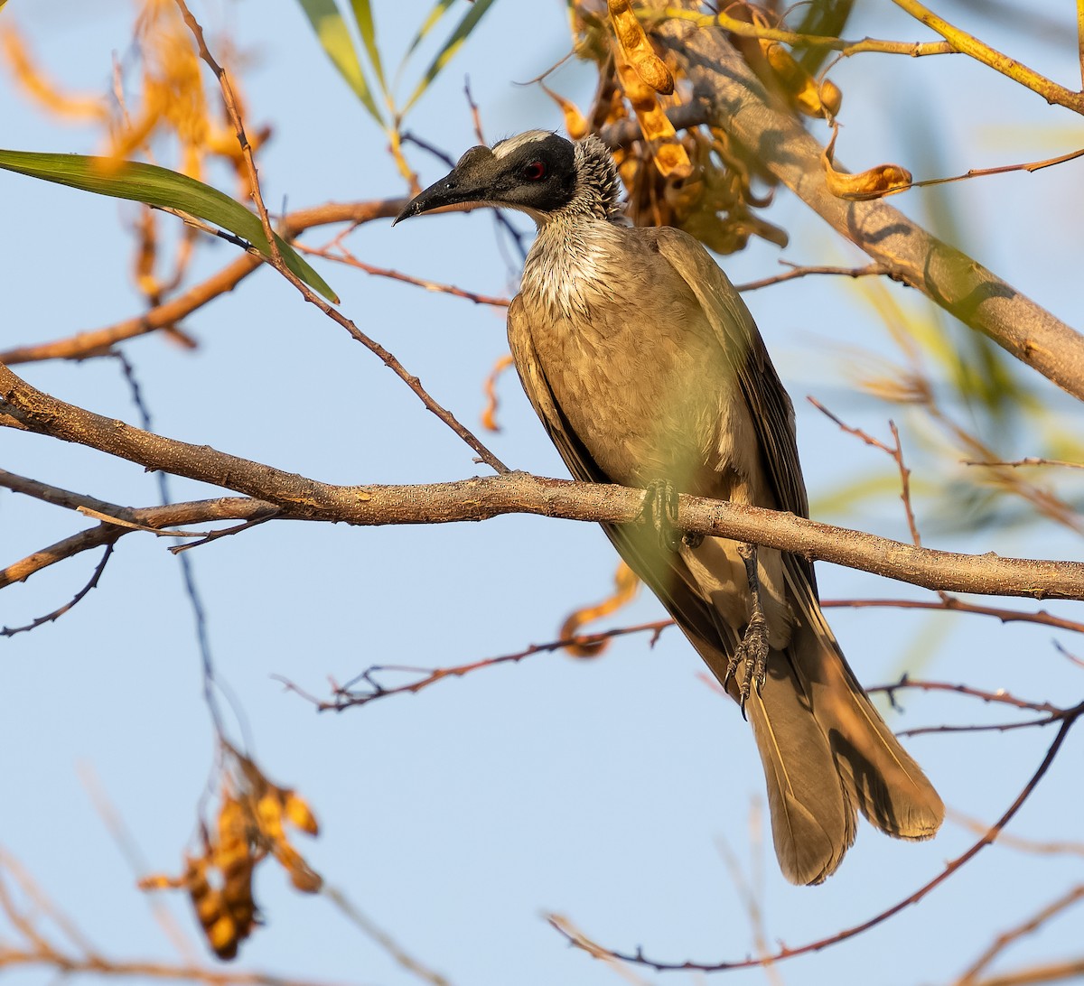 Silver-crowned Friarbird - ML610704830