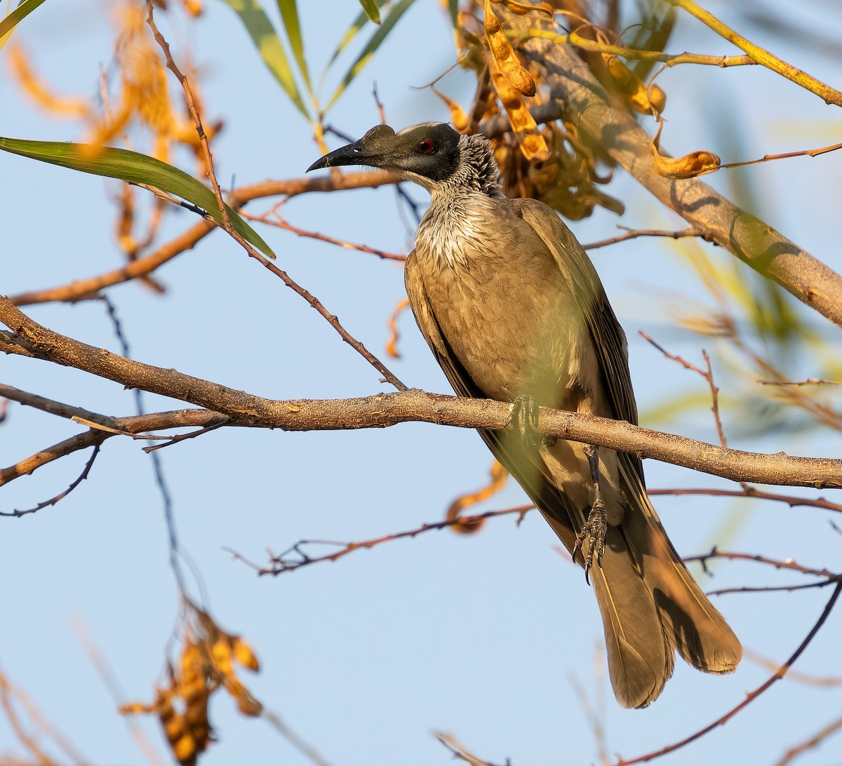 Silver-crowned Friarbird - ML610704831