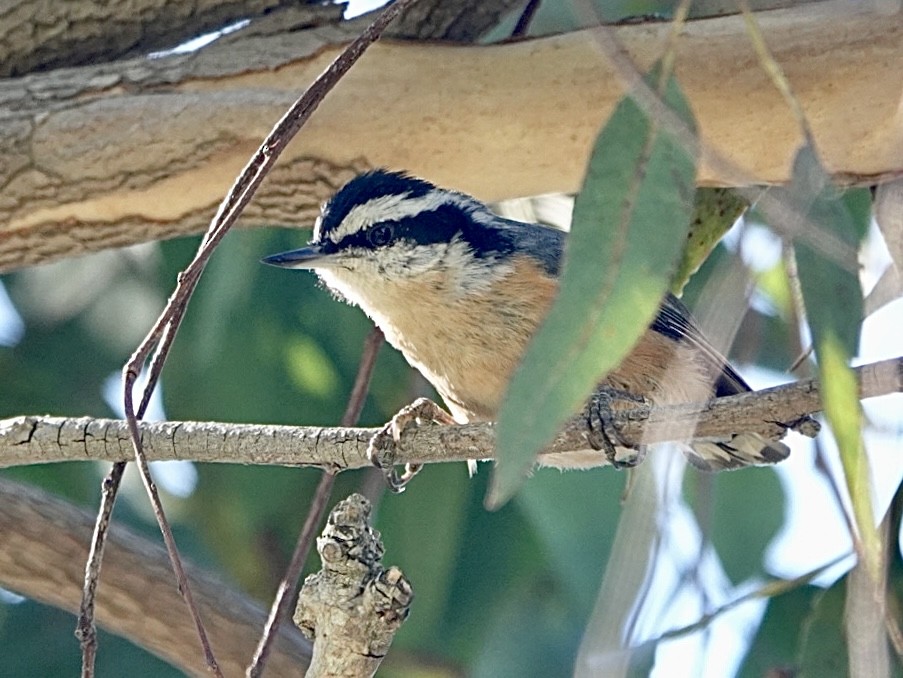 Red-breasted Nuthatch - ML610705418