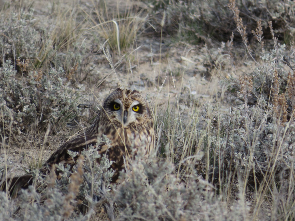 Short-eared Owl - ML610705789